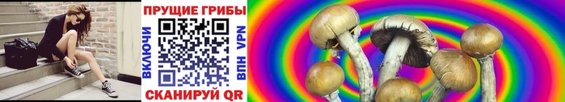 Псилоцибиновые грибы Cubensis  kraken сайт  Протвино 